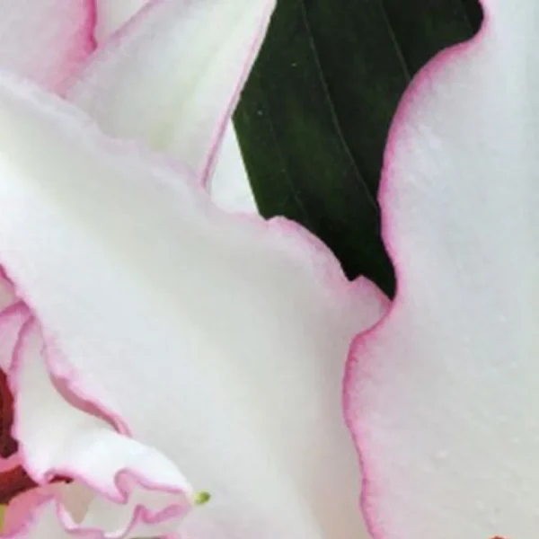 Close-up white petals with pink ruffled edges