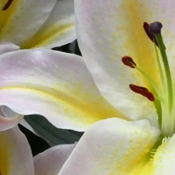 Close-up of white and yellow lily bloom