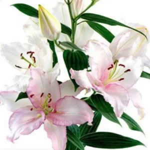 Pink and white lilies with green leaves