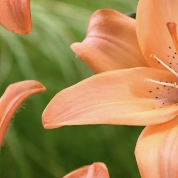 A close up of the flower with green leaves in the background