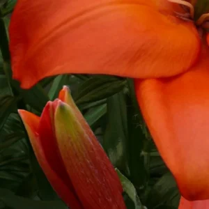 A close up of the flower and its petals