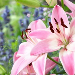 Close-up of pink lilies in bloom