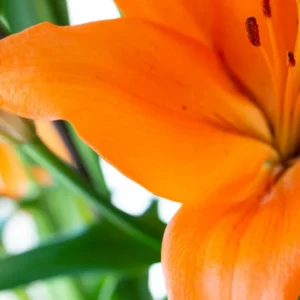 Orange lily bloom close-up with leaves