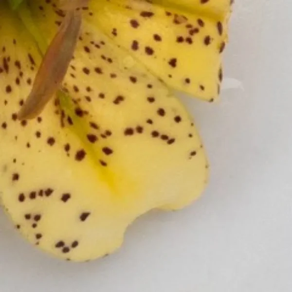 A close up of the petals and leaves of a yellow flower.