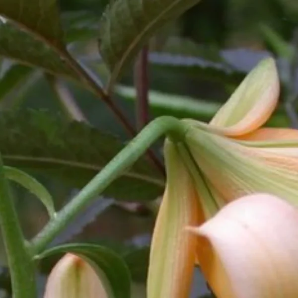 Orange flower with green leaves in background.