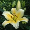 Pale yellow lily blossom with unopened buds