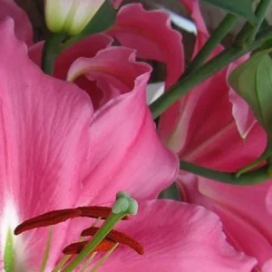 Ruffled pink lily petals and stamen detail