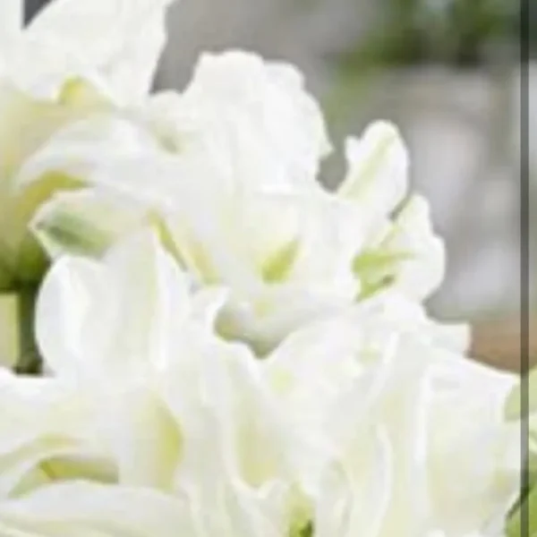 White flowers with soft, delicate petals.