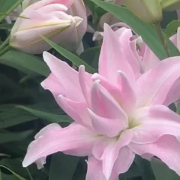 Soft pink double lily bloom with buds