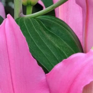 Pink flowers and green leaves close-up.