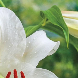 White lily with red stamens close-up.