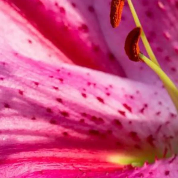 Macro pink lily showing stamen and speckles
