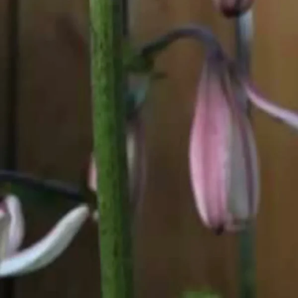 Close-up of budding pink and white flowers.
