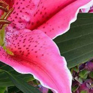 Pink lily close-up with green leaves.