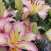 Pink and yellow lilies in bloom