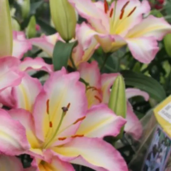 Pink and yellow lilies in bloom