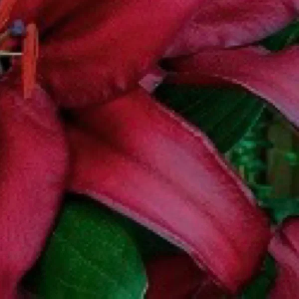 Close-up red lily petals with green leaves