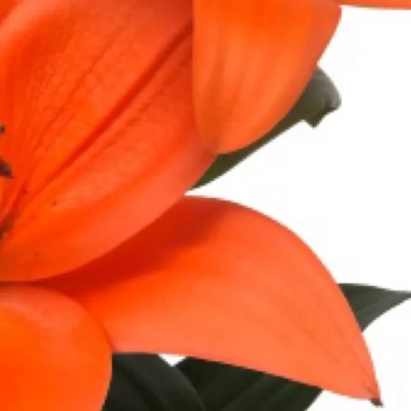 Close-up orange lily petals with green leaves
