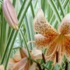 Speckled lily with pink buds and leaves.