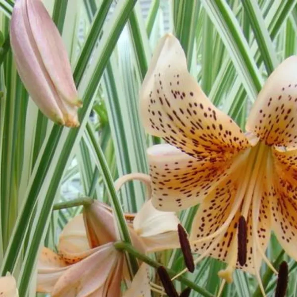 Speckled lily with pink buds and leaves.