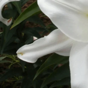 Close-up of white lily petals and leaves
