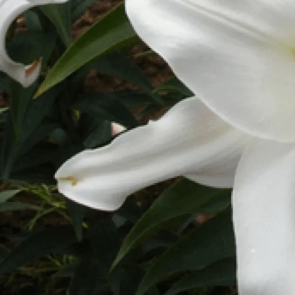 Close-up of white lily petals and leaves