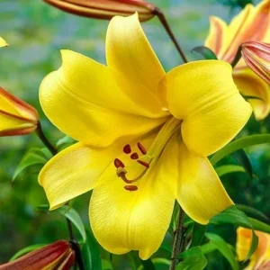 Vibrant yellow lily bloom close-up
