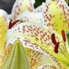Yellow and white lilies with red speckles.