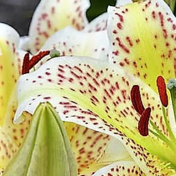 Yellow and white lilies with red speckles.