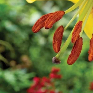 Close-up of a flower's stamen and pistil.