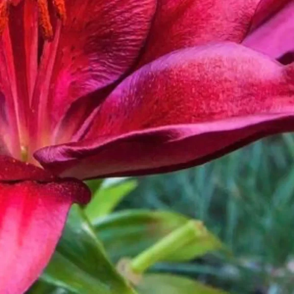 Magenta lily petal close-up
