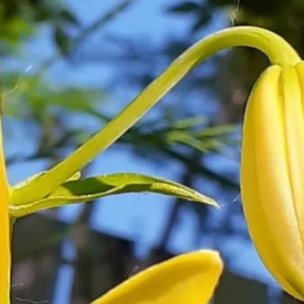 Yellow flower bud with green leaves outdoors.