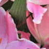 Close-up pink lily petals and green leaf