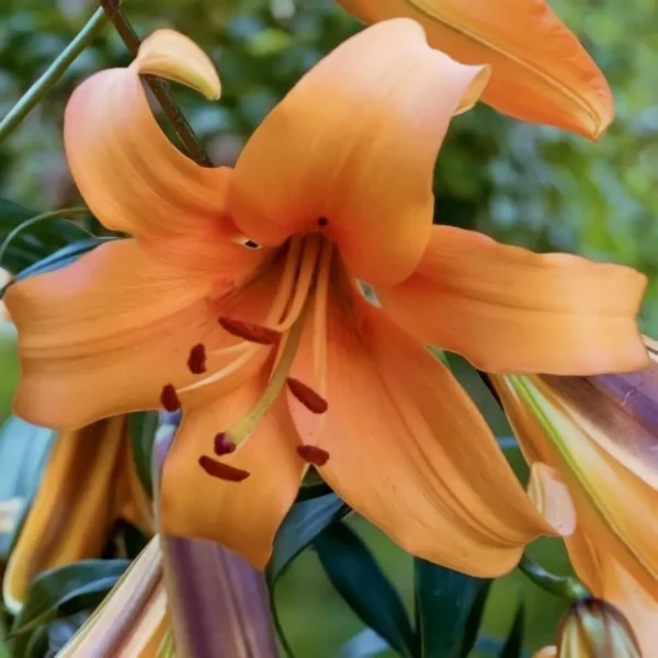 Close-up of velvety orange lily blossom