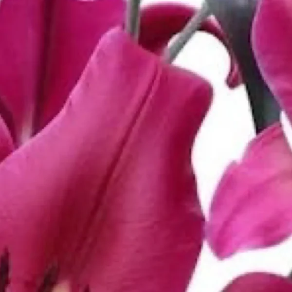 Pink calla lilies with green stems.