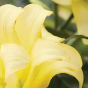 Soft yellow flower petals close-up