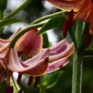 Close-up of pink lilies in bloom.