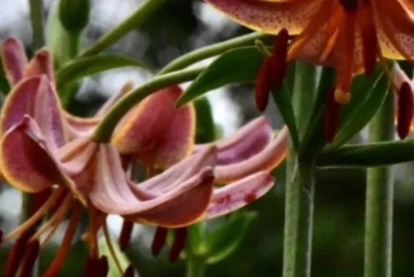 Close-up of pink lilies in bloom.