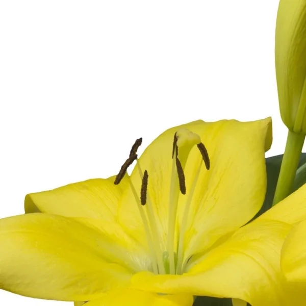 Close-up yellow lily with stamens