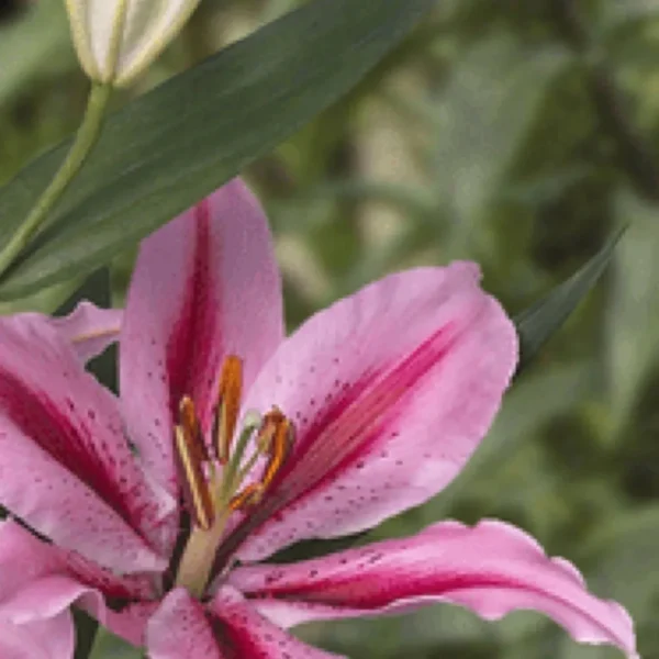 Pink lily bloom with green leaves.