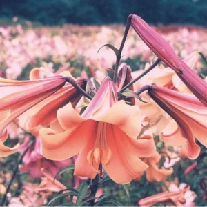 Peach Oriental lilies in bloom.