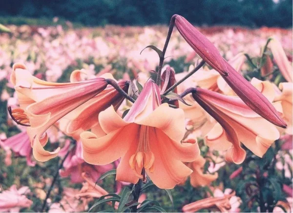 Peach Oriental lilies in bloom.