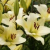 Cream lilies blooming in garden.