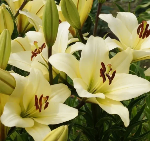 Cream lilies blooming in garden.