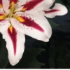 White lily with red streaks and yellow center