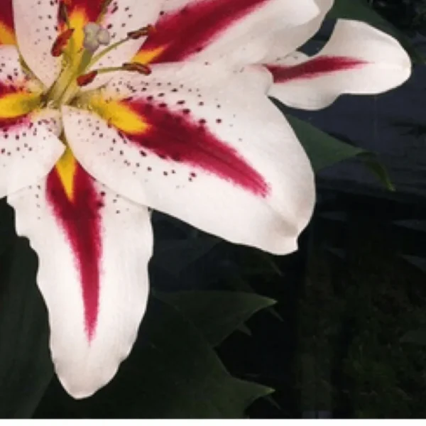 White lily with red streaks and yellow center