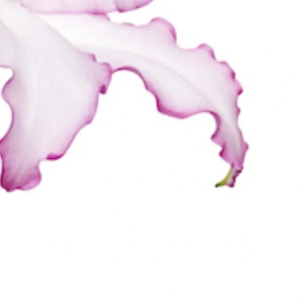 Pink flower petal, close-up detail.