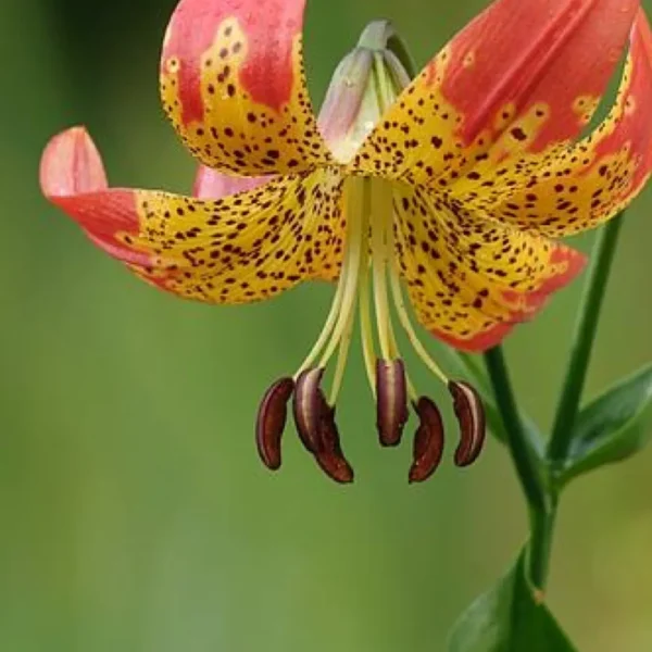 Red and yellow spotted lily flower.