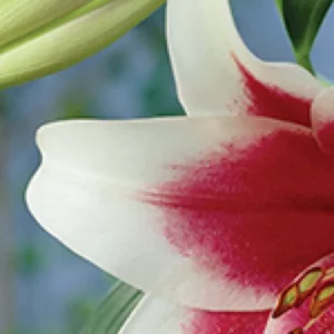 Close-up white lily with red center