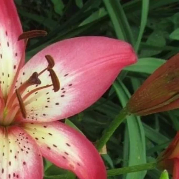 Pink lily with green leaves background.